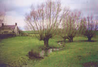 Pollarded willows near Chirbury